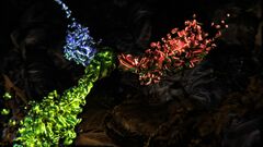 Symbionts still 02