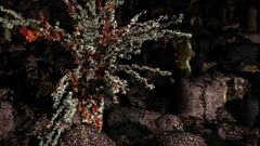 Symbionts still 01