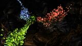 Symbionts still 02